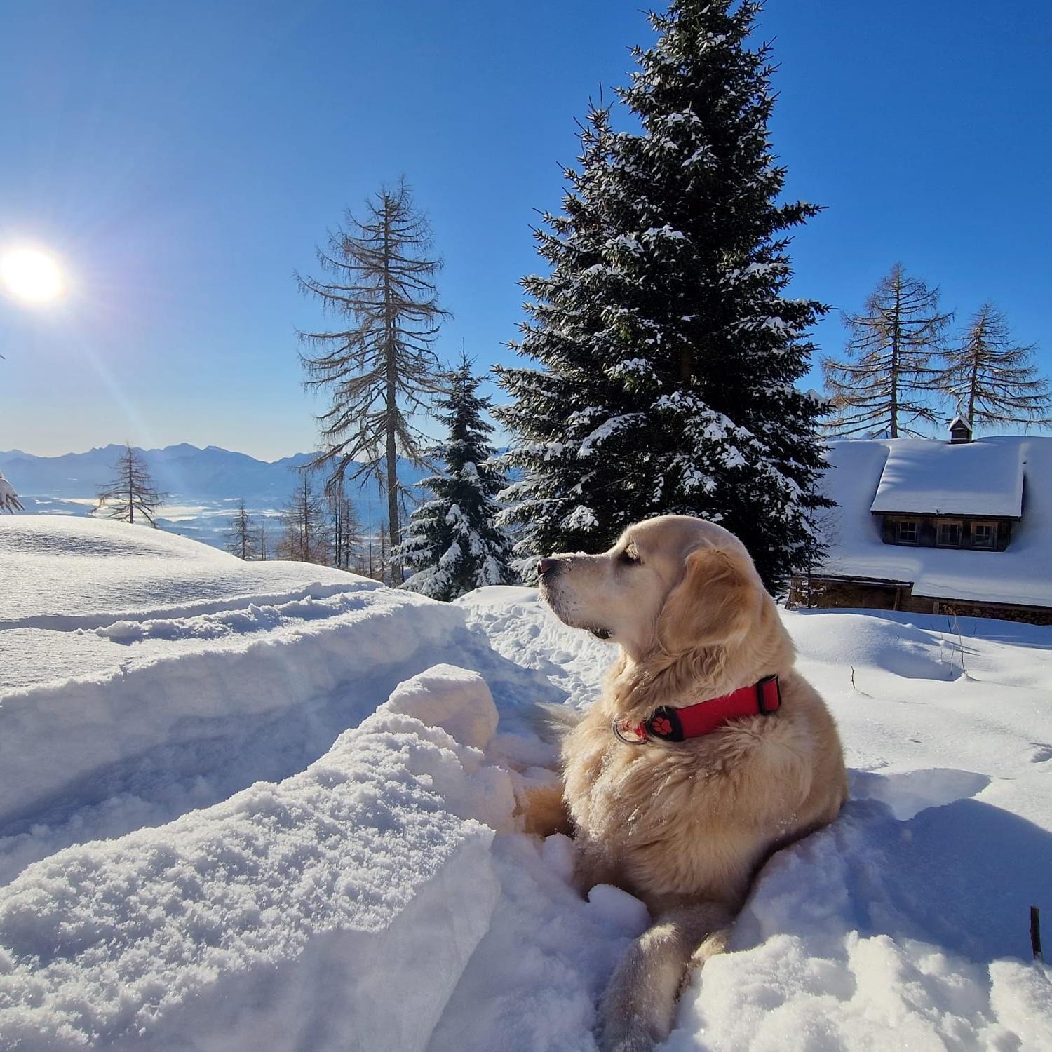 Chalet Petit Kanzelhohe Экстерьер фото
